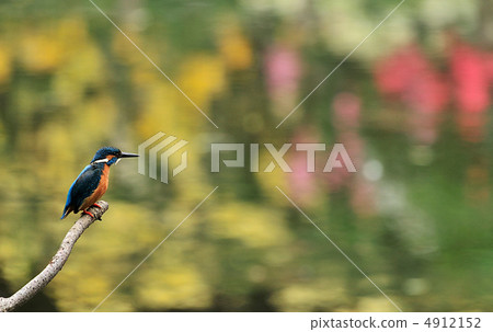 翠鳥的黃玫瑰階段 4912152