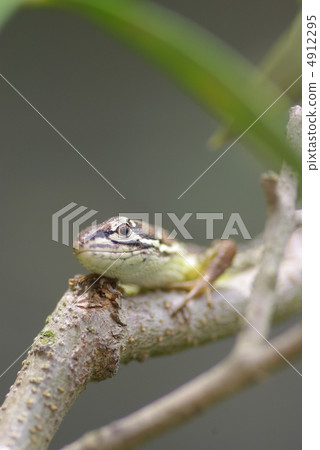 Canoe snake playing in olive twigs 4912295