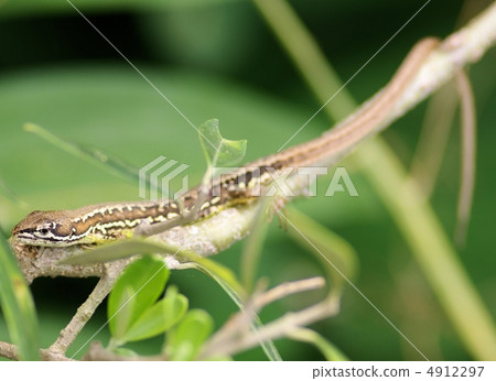 Canoe snake playing in olive twigs 4912297