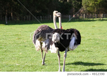 鴕鳥 鴕鳥 4912390
