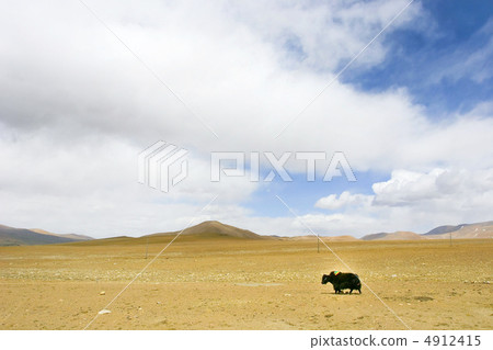 犛牛在青藏高原上行走 4912415