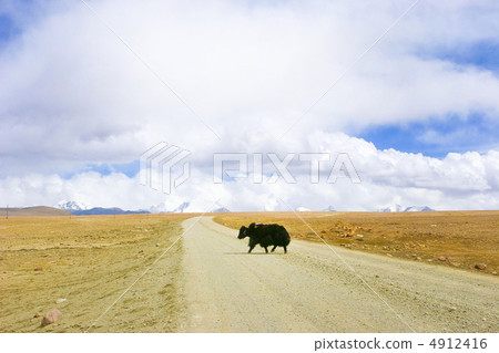 Yaku crossing the road 4912416