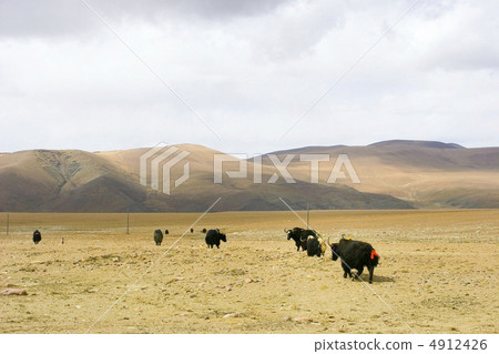 一群西藏的雅庫人 4912426