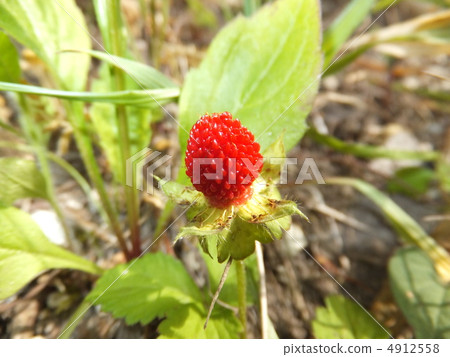 蛇草莓 4912558