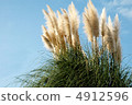 Pampasgrass 02 4912596