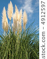 Pampasgrass 03 4912597
