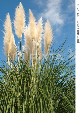 Pampasgrass 03 4912597