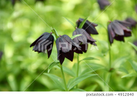 Black lily 4912840