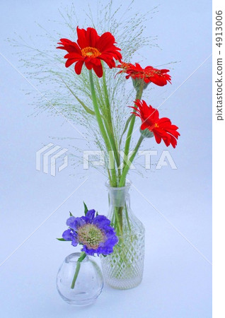 Gerbera and Scaviosa 4913006