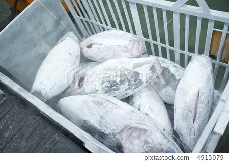 冷凍金槍魚 4913079