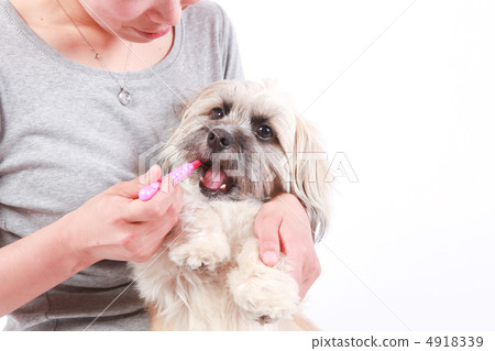 狗的牙膏 狗的牙膏 4918339