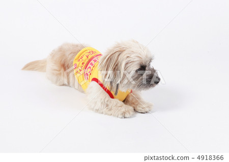 一隻狗 一隻狗 4918366