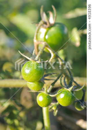 Blue Petit tomato 4918396