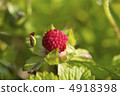Snake strawberry fruit 4918398