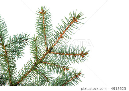 Branch of a fur-tree 4918623