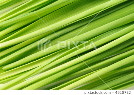 Grass a background Grass a background 4918782