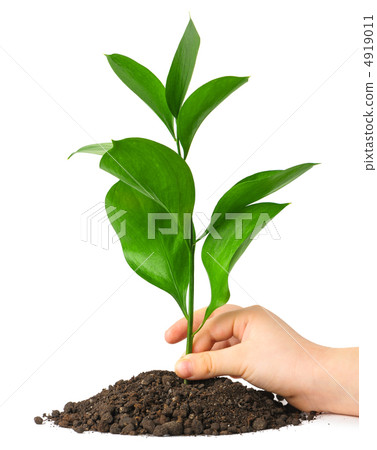 Children hand putting a plant in ground 4919011