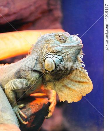 iguana iguana 4919127