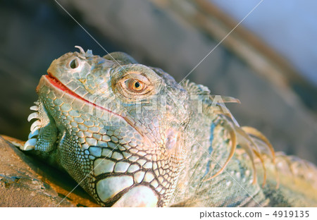iguana 4919135