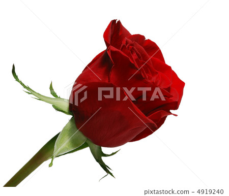 isolated blossoming of a rose 4919240
