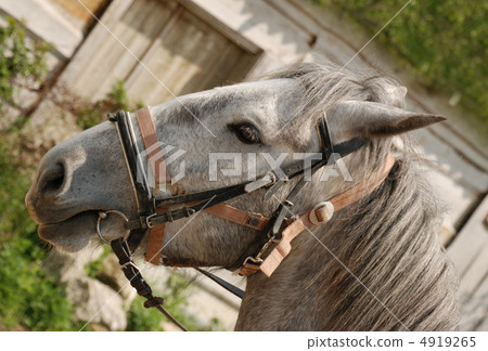 horse of grey colour 4919265