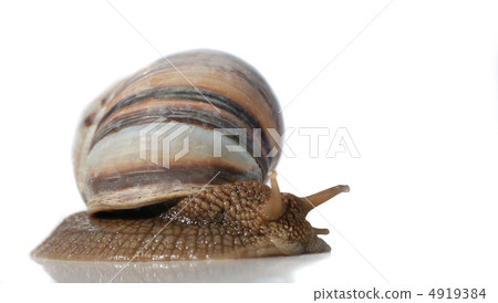 isolated snail 4919384