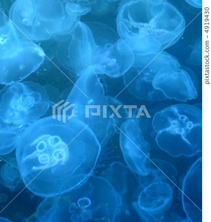 Jellyfishes 4919430