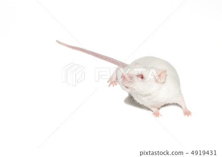 isolated white mouse isolated white mouse 4919431