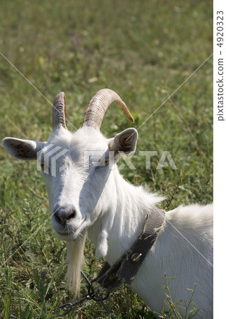 Old goat 4920323
