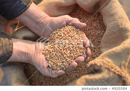 Wheat and hands of the old farmer 4920384