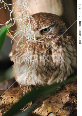 Owl 4920584