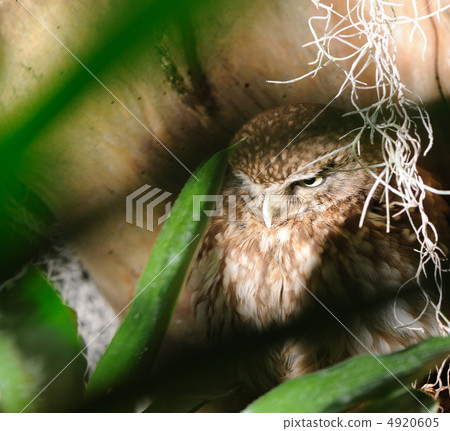 Owl Owl 4920605