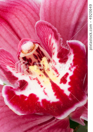 Orchid 4920649