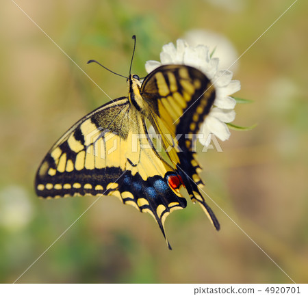 Papilio machaon Papilio machaon 4920701