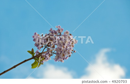 Blossoming branch of tree Paulownia. 4920703