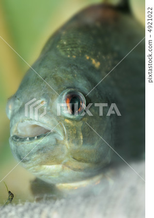 piranha closeup 4921022