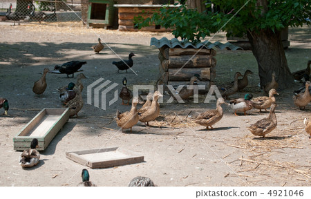 Poultry yard Poultry yard 4921046