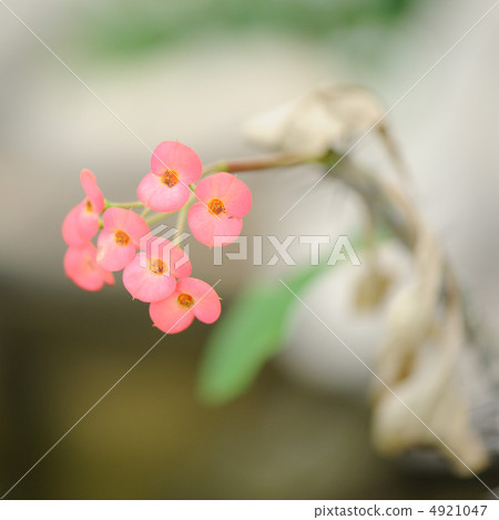 Gentle field flowers Gentle field flowers 4921047