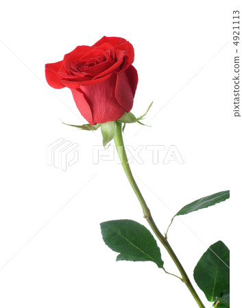Red rose 4921113