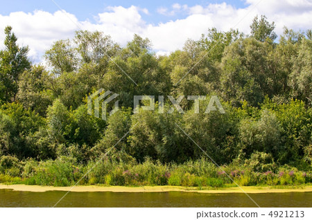 Picturesque forest and the river Picturesque forest and the river 4921213