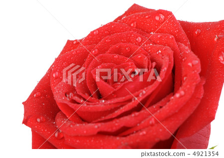 Red rose with water drops it is isolated on a white background 4921354