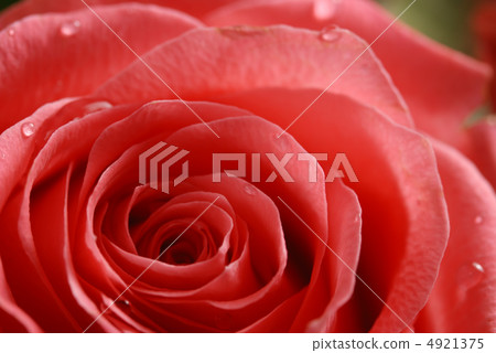 rose background 4921375