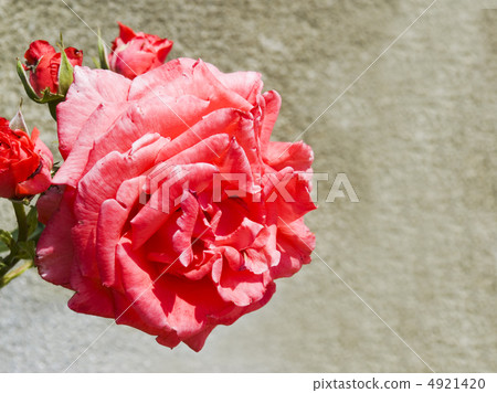 rose and stone 4921420