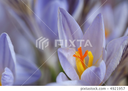 Snowdrop Snowdrop 4921957