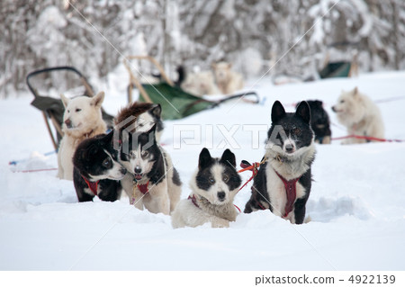 sled dogs sled dogs 4922139