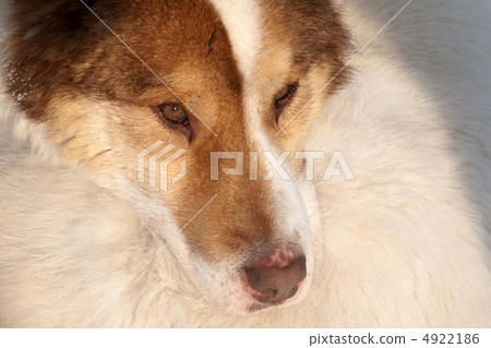 close-up snout of husky dog 4922186