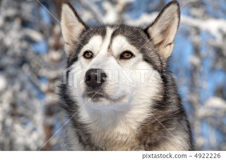 sled dog 4922226