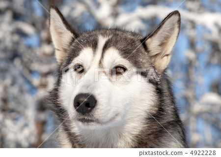 close-up portrait of sled dog close-up portrait of sled dog 4922228