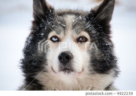 sled dog with different eyes sled dog with different eyes 4922239