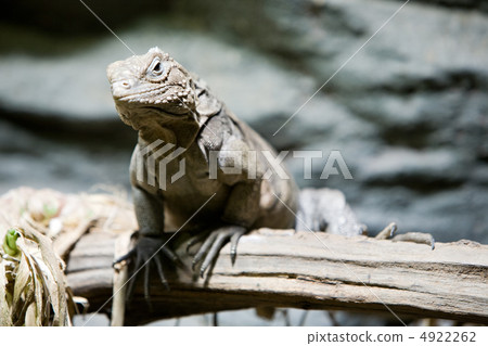 iguana on branch iguana on branch 4922262